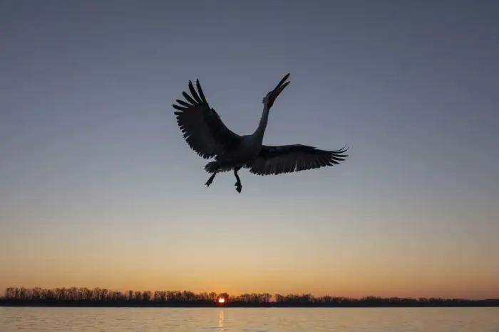 Framed Print : A silhouette of a flying Dalmatian pelican on lake Kerkini at sunrise Framed Print : A silhouette of a flying Dalmatian pelican on lake Kerkini at sunrise