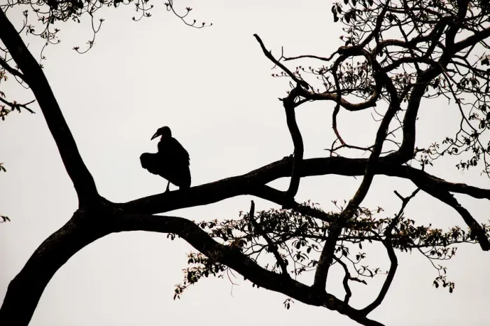 Framed Print : Silhouette of Ground Hornbill, Mikumi National Park, Tanzania Framed Print : Silhouette of Ground Hornbill, Mikumi National Park, Tanzania