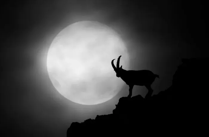 Framed Print : Silhouette of Ibex in Monviso mountain, alps, Crissolo village, Cuneo district, Piedmont Framed Print : Silhouette of Ibex in Monviso mountain, alps, Crissolo village, Cuneo district, Piedmont