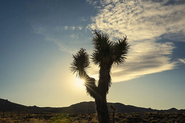 Silhouette of Joshua tree growing in desert of Death Valley National Park during sunset
