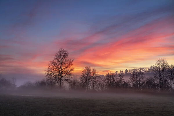 A silhouette of a tree at sunset surrounded by mist, Curemonte, Correze