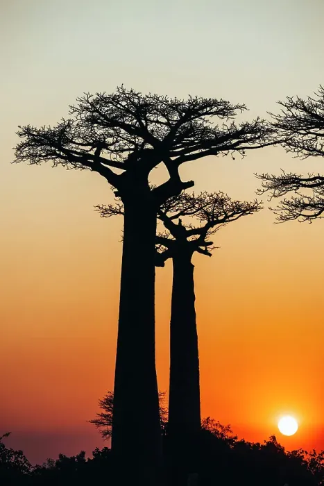 Framed Print : Silhouette trees at sunset. Madagascar, Africa Framed Print : Silhouette trees at sunset. Madagascar, Africa