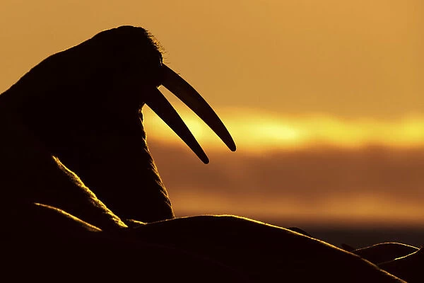 Silhouette of a walrus at sunrise, Moffen island, Svalbard, Norway