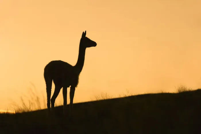 Framed Print : Silhouette of a wild vicuna at sunset. Hornocal, Jujuy, Argentina Framed Print : Silhouette of a wild vicuna at sunset. Hornocal, Jujuy, Argentina