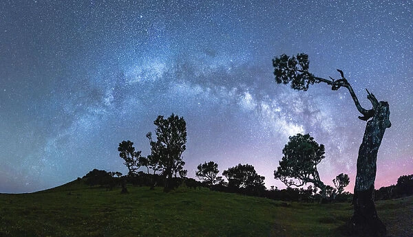 Silhouettes of trees under the Milky Way arch in the starry night sky, Fanal forest