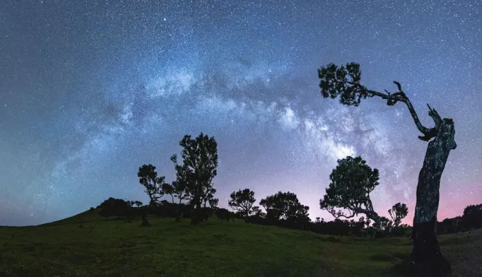 Framed Print : Silhouettes of trees under the Milky Way arch in the starry night sky, Fanal forest Framed Print : Silhouettes of trees under the Milky Way arch in the starry night sky, Fanal forest