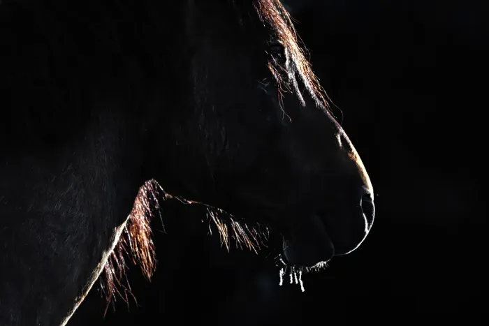 Framed Print : A silouette of a wild horse in Alberta, Canada Framed Print : A silouette of a wild horse in Alberta, Canada