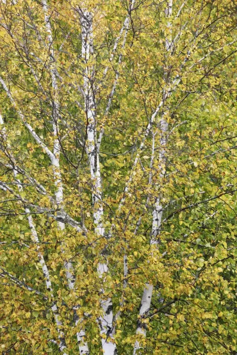 Framed Print : Silver birch in autumn colours - Canada, Ontario, Nipissing, Algonquin Provincial Park Framed Print : Silver birch in autumn colours - Canada, Ontario, Nipissing, Algonquin Provincial Park