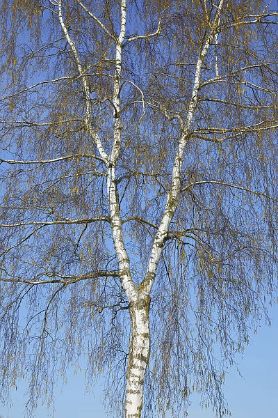 Silver birch in bloom - Germany, Bavaria, Upper Bavaria, Dachau, Markt Indersdorf, Weichs