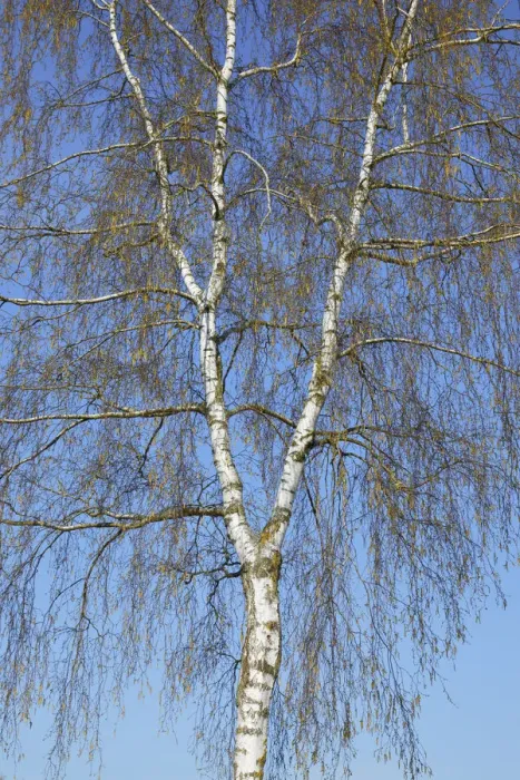 Framed Print : Silver birch in bloom - Germany, Bavaria, Upper Bavaria, Dachau, Markt Indersdorf, Weichs