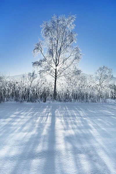 Silver birch with hoar frost in winter - Germany, Bavaria, Upper Bavaria