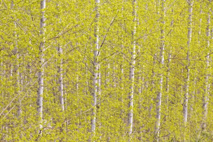 Framed Print : Silver birch trees in early spring in the Rioja, Alava, Spain, Europe Framed Print : Silver birch trees in early spring in the Rioja, Alava, Spain, Europe
