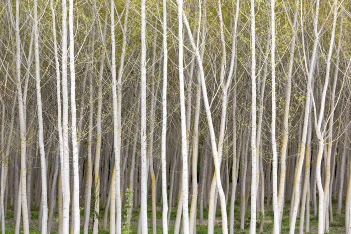 Framed Print : Silver birch trees in early spring in the Rioja, Alava, Spain, Europe Framed Print : Silver birch trees in early spring in the Rioja, Alava, Spain, Europe