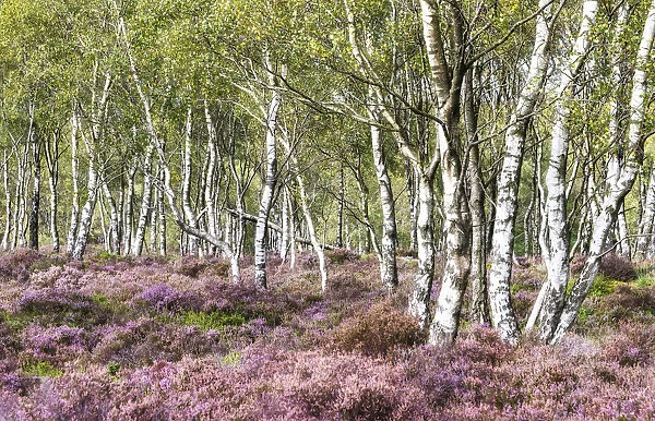 Silver birches and blooming heather near Surprise View and Hathersage