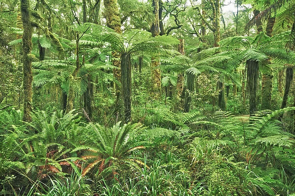 Silver tree fern clearing in rainforest - New Zealand, South Island, West Coast, Buller