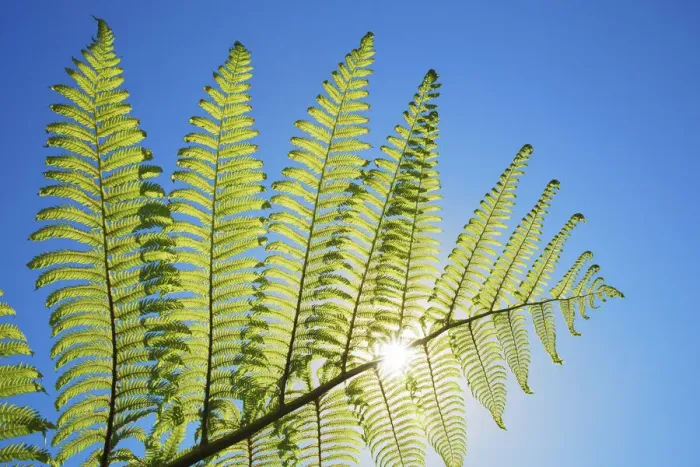 Framed Print : Silver tree fern leaf - New Zealand, South Island, West Coast, Buller, West Coast