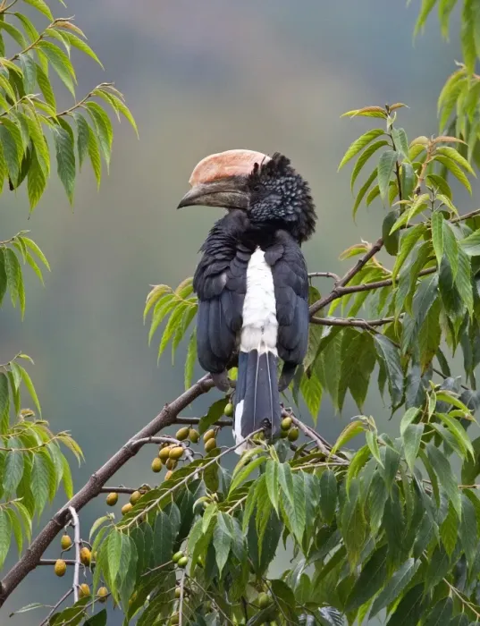 Framed Print : A Silvery-cheeked Hornbill in the Western Arc of the Usambara Mountains near Lushoto Framed Print : A Silvery-cheeked Hornbill in the Western Arc of the Usambara Mountains near Lushoto