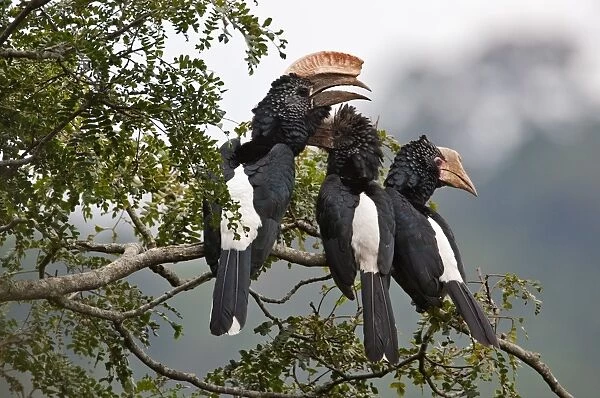 Silvery-cheeked Hornbills in the Western Arc of the Usambara Mountains near Lushoto