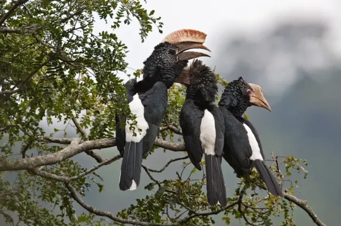 Framed Print : Silvery-cheeked Hornbills in the Western Arc of the Usambara Mountains near Lushoto Framed Print : Silvery-cheeked Hornbills in the Western Arc of the Usambara Mountains near Lushoto