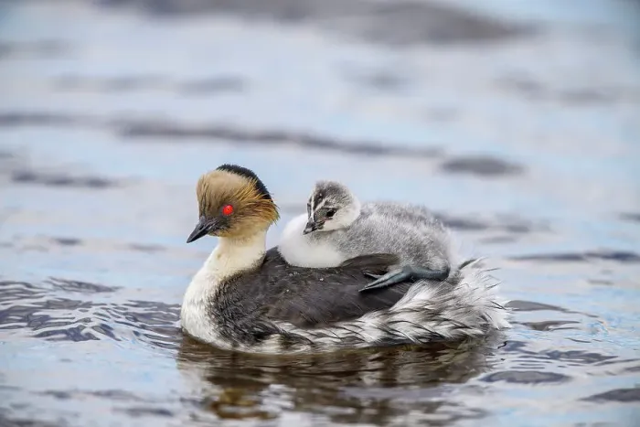 Framed Print : Silvery grebe (Podiceps occipitalis) Young riding the back of an adult, Sea Lion Island, East Falkland, Falkland Islands Framed Print : Silvery grebe (Podiceps occipitalis) Young riding the back of an adult, Sea Lion Island, East Falkland, Falkland Islands