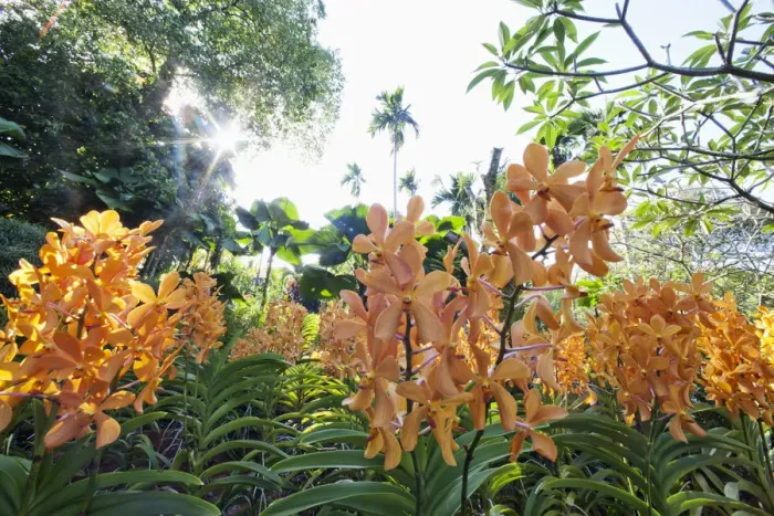 Framed Print : Singapore, Botanic Gardens, Orchid Gardens Framed Print : Singapore, Botanic Gardens, Orchid Gardens