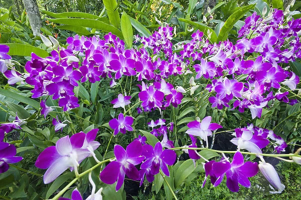 Singapore, Botanic Gardens, Orchid Gardens