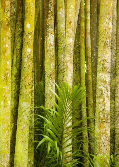 Framed Print : Singapore Botanic Gardens, Singapore Framed Print : Singapore Botanic Gardens, Singapore