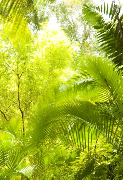 Framed Print : Singapore Botanic Gardens, Singapore