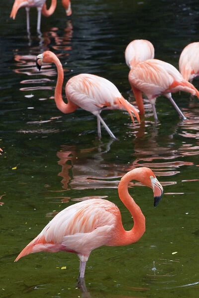 Singapore, Jurong Bird Park, Flamingoes