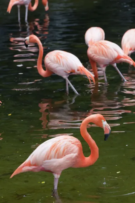 Framed Print : Singapore, Jurong Bird Park, Flamingoes Framed Print : Singapore, Jurong Bird Park, Flamingoes