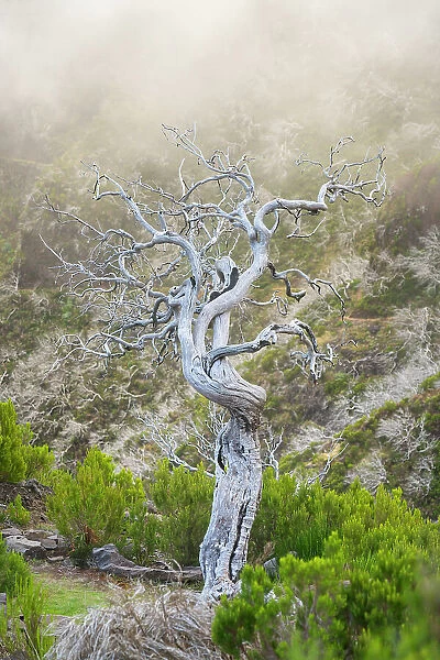 Single dried bare tree along trail to Pico Ruivo, Santana, Madeira, Portugal