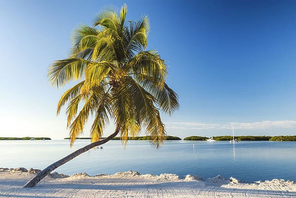 Single Palm Tree, Islamorada, Florida Keys, USA
