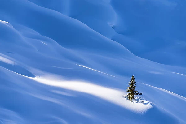 Single Pine Tree in Winter, Banff National Park, Aberta, Canada