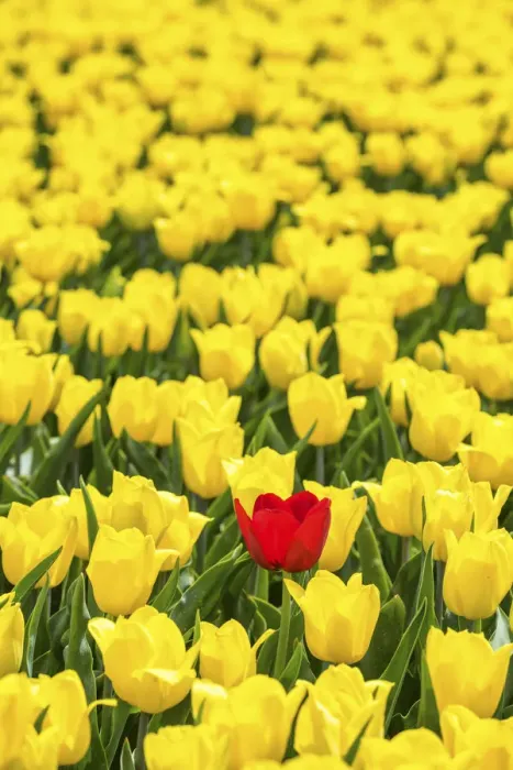 Framed Print : Single Red Tulip in Field of Yellow Tulips, Abbenes, Holland, Netherlands Framed Print : Single Red Tulip in Field of Yellow Tulips, Abbenes, Holland, Netherlands