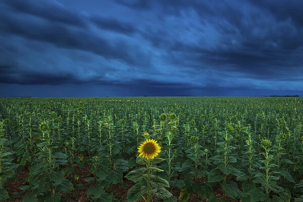 Single Sunflower in Storm, Provence, France
