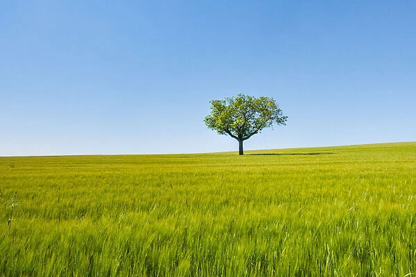 A single tree in a green wheat field. Burgos countryside, Castile and Leon, Spain