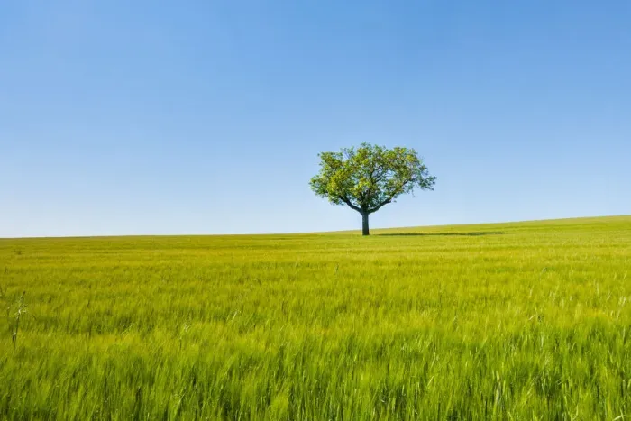 Framed Print : A single tree in a green wheat field. Burgos countryside, Castile and Leon, Spain Framed Print : A single tree in a green wheat field. Burgos countryside, Castile and Leon, Spain