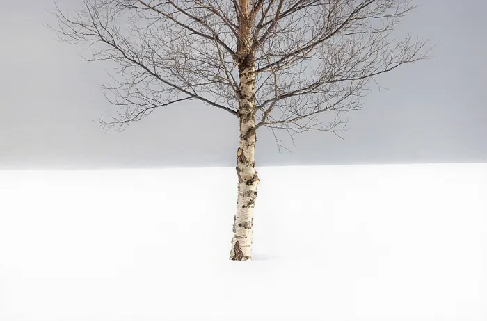 Framed Print : Single tree in the snow, Bergsbotn, Senja, Norway Framed Print : Single tree in the snow, Bergsbotn, Senja, Norway