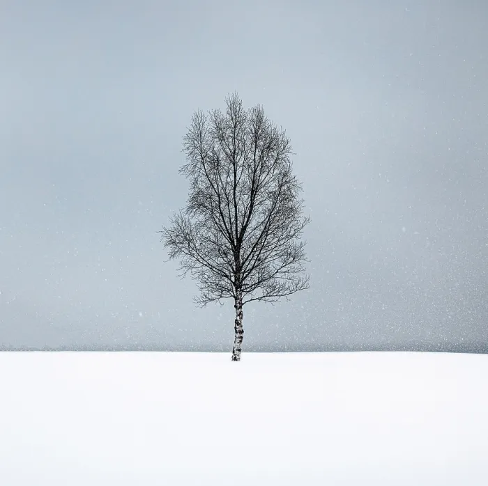Framed Print : Single tree in the snow, Bergsbotn, Senja, Norway Framed Print : Single tree in the snow, Bergsbotn, Senja, Norway