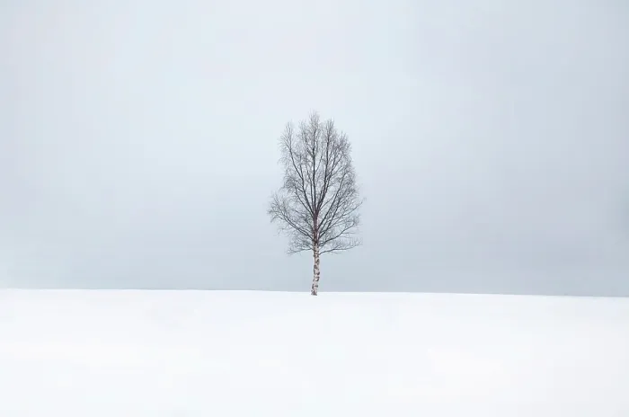 Framed Print : Single tree in the snow, Bergsbotn, Senja, Norway