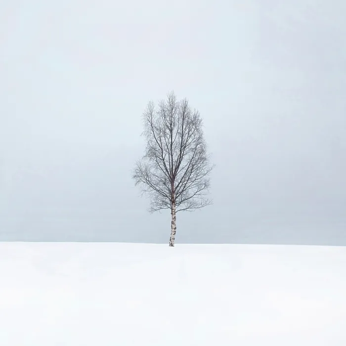 Framed Print : Single tree in the snow, Bergsbotn, Senja, Norway Framed Print : Single tree in the snow, Bergsbotn, Senja, Norway