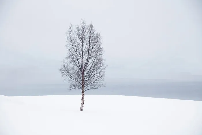 Framed Print : Single tree in the snow, Bergsbotn, Senja, Norway Framed Print : Single tree in the snow, Bergsbotn, Senja, Norway