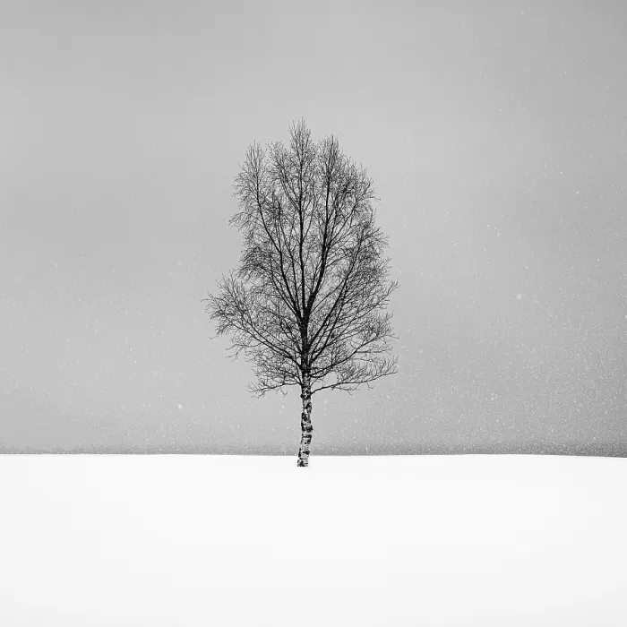 Framed Print : Single tree in the snow, Bergsbotn, Senja, Norway Framed Print : Single tree in the snow, Bergsbotn, Senja, Norway