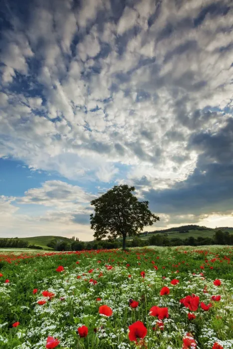 Framed Print : Single Tree in Wildflower Meadow, Tuscany, Italy Framed Print : Single Tree in Wildflower Meadow, Tuscany, Italy