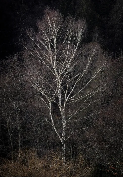 Framed Print : Singxle tree in winter, near Kranjska Gora, Slovenia Framed Print : Singxle tree in winter, near Kranjska Gora, Slovenia