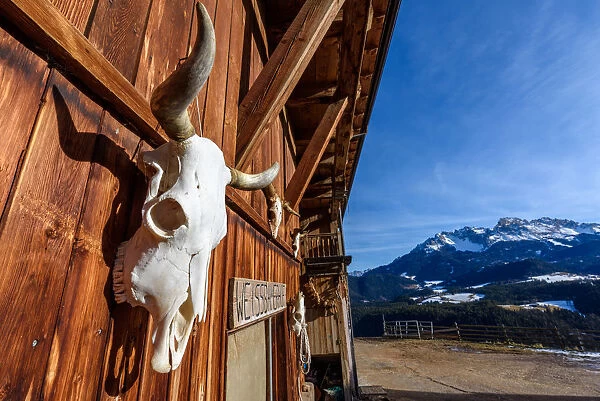 skull of cow at Alpine farm, Trentino Alto Adige region, Dolomites Alps, Italy, Europe