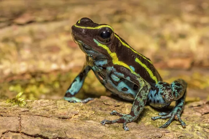 Framed Print : Sky Blue Poison Dart Frog (Hyloxalus Azureiventris), formerly Cryptophyllobates azureiventris) in the foothills of the Andes Mountains in Amazonian Rainforest in the Cordillera Escalera near Tarapoto, Peru Framed Print : Sky Blue Poison Dart Frog (Hyloxalus Azureiventris), formerly Cryptophyllobates azureiventris) in the foothills of the Andes Mountains in Amazonian Rainforest in the Cordillera Escalera near Tarapoto, Peru