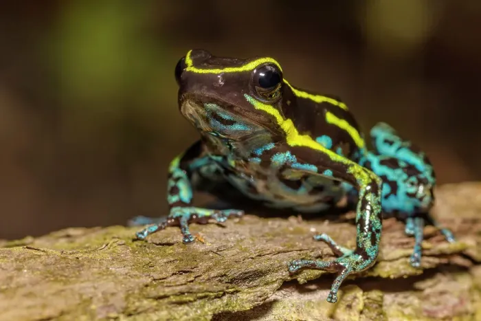 Framed Print : Sky Blue Poison Dart Frog (Hyloxalus Azureiventris), formerly Cryptophyllobates azureiventris) in the foothills of the Andes Mountains in Amazonian Rainforest in the Cordillera Escalera near Tarapoto, Peru
