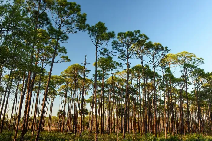 Framed Print : Slash pine woodland, St. Marks NWR, Florida, USA Framed Print : Slash pine woodland, St. Marks NWR, Florida, USA