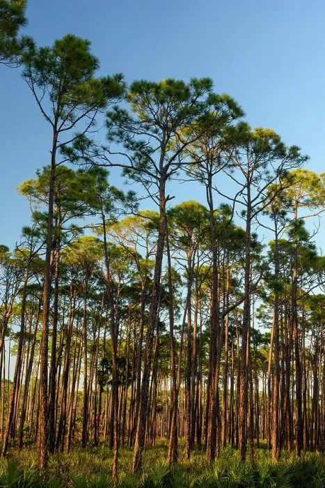 Framed Print : Slash pine woodland, St. Marks NWR, Florida, USA Framed Print : Slash pine woodland, St. Marks NWR, Florida, USA